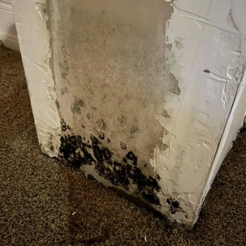 Professional Mold Removal in Palmhurst, TX